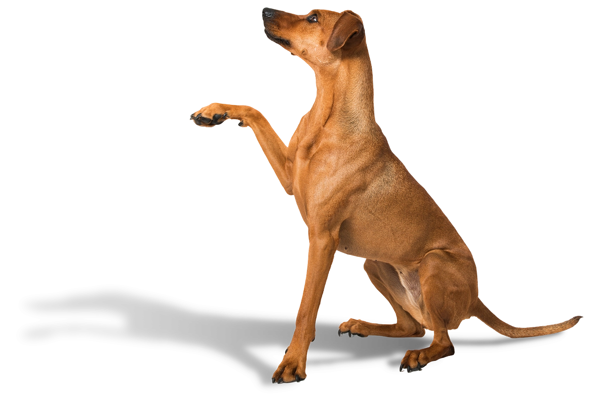 Cão dando a pata