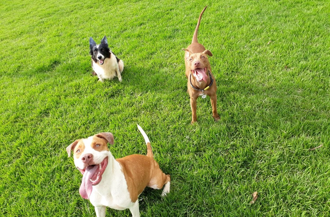 Cães felizes na ampla área verde