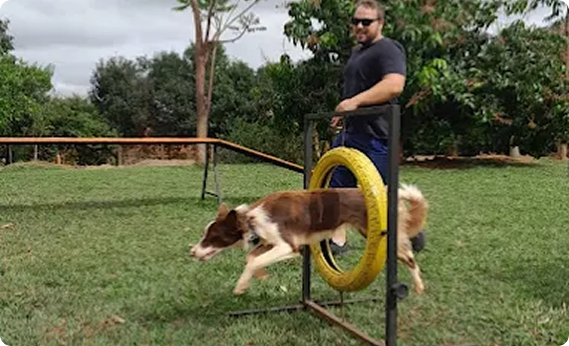 Adestrador treinando cão em circuito de agility ao ar livre