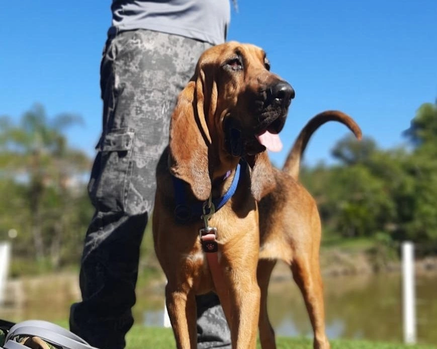 Cão treinado ao lado do adestrador