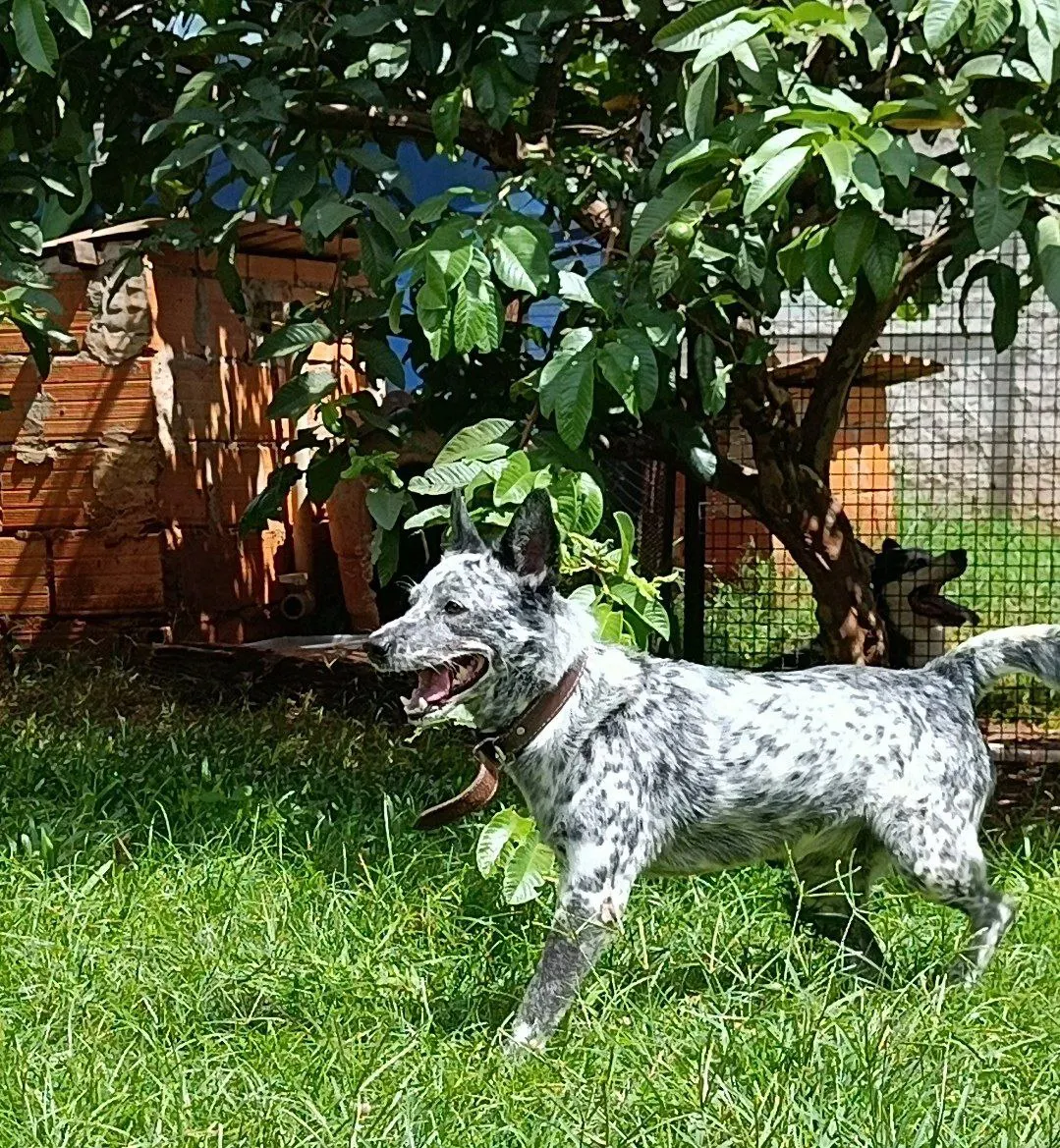 Foto do pet no Paraíso do Mascote