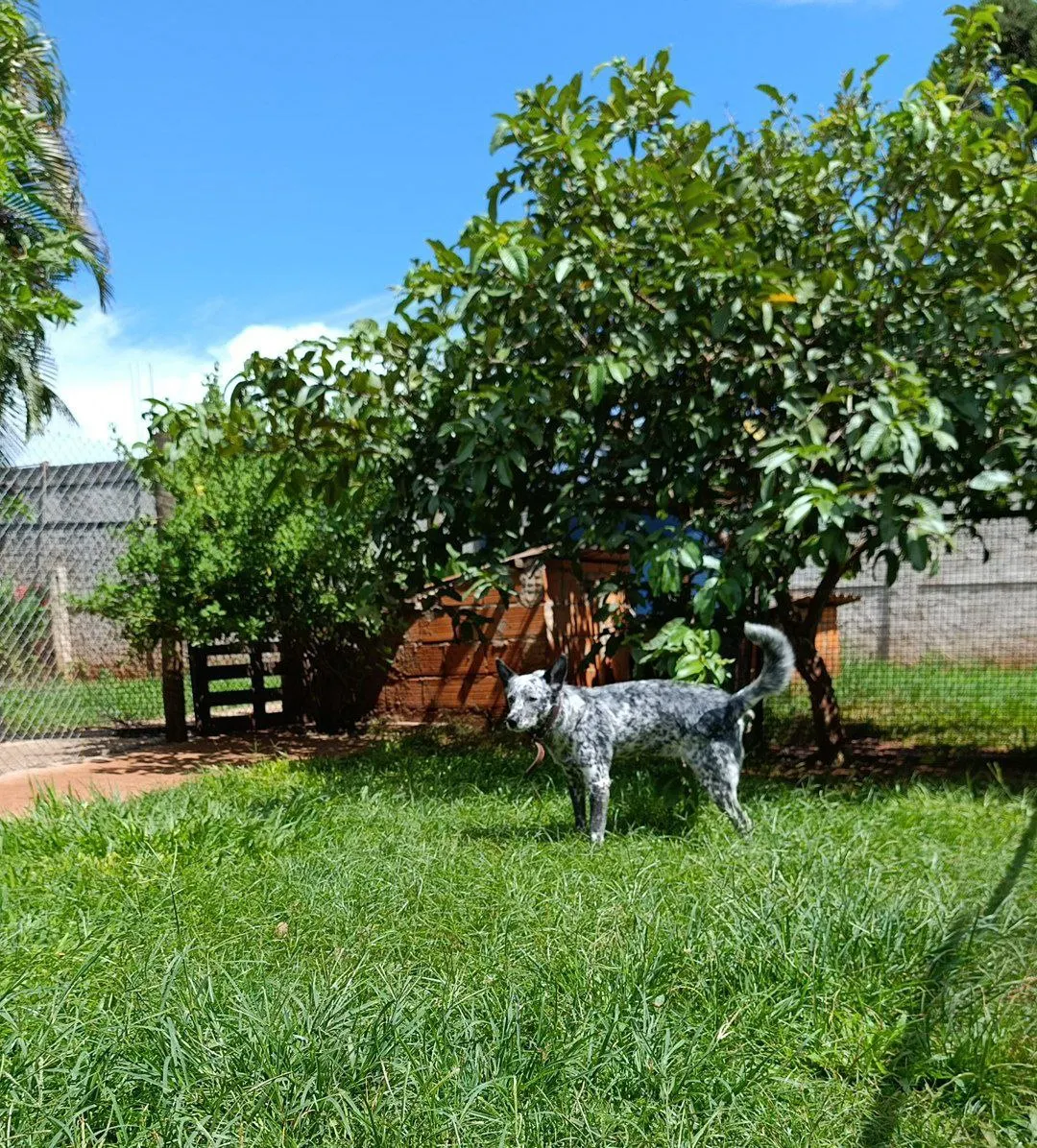 Foto do pet no Paraíso do Mascote