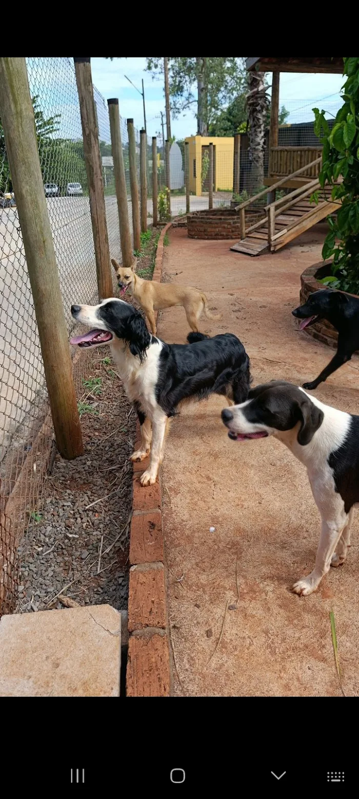 Foto do pet no Paraíso do Mascote