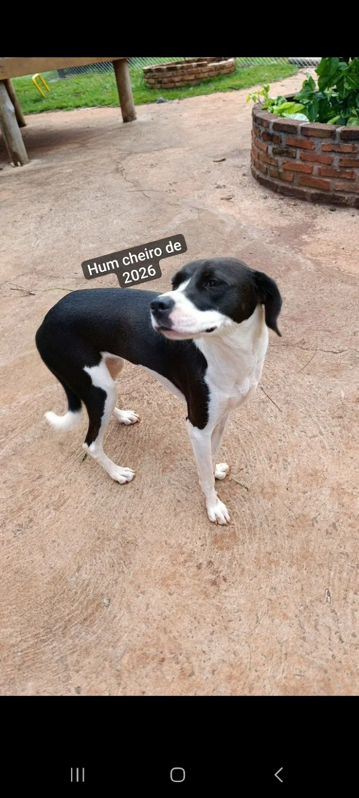 Foto do pet no Paraíso do Mascote