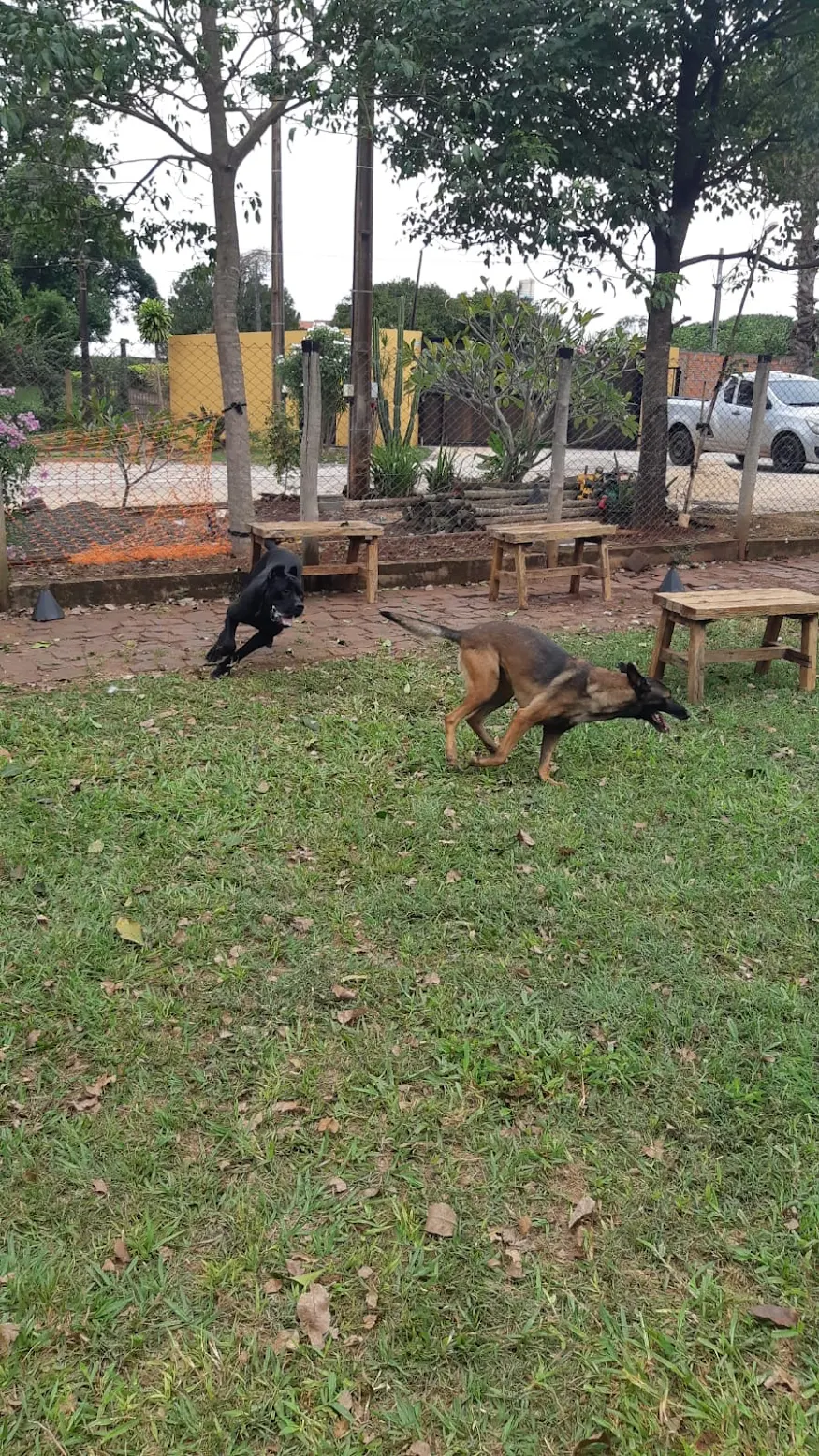 Foto do pet no Paraíso do Mascote