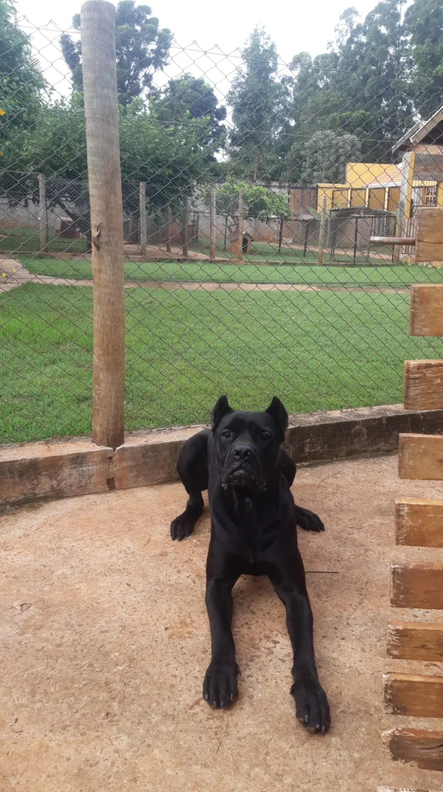 Foto do pet no Paraíso do Mascote