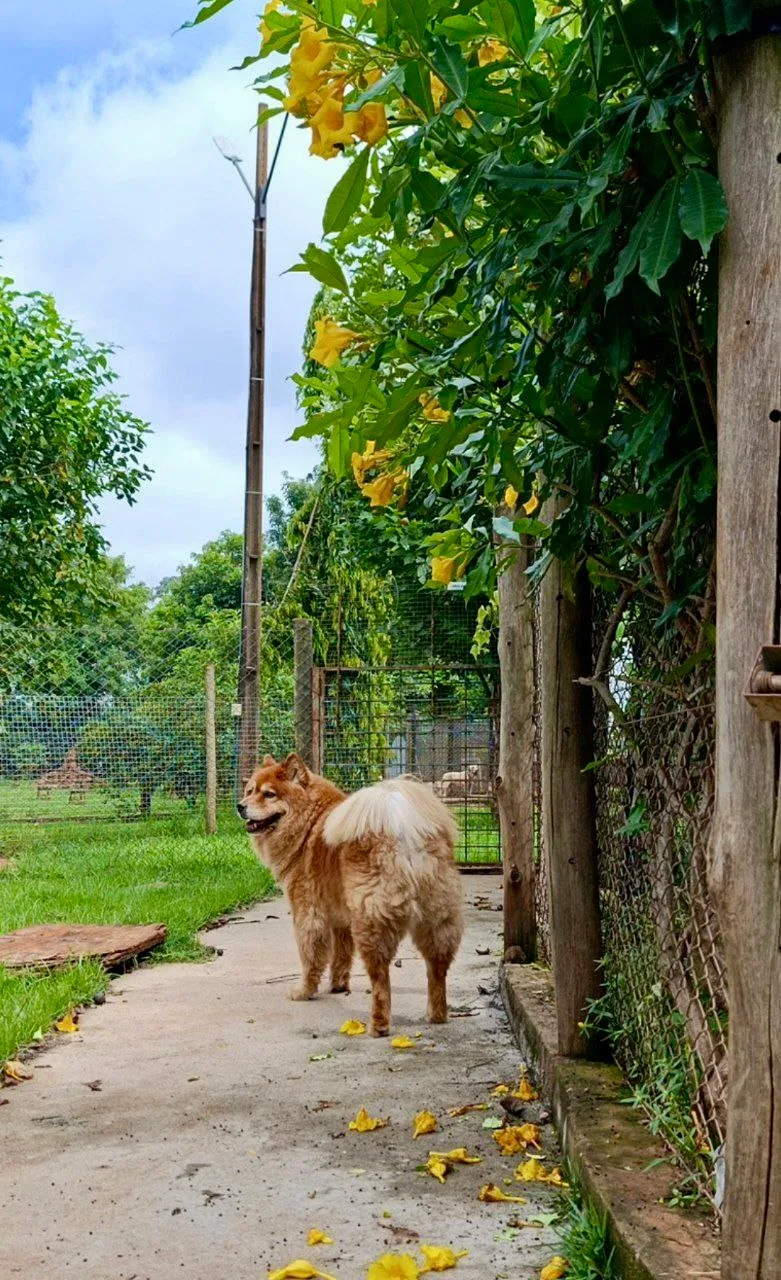 Foto do pet no Paraíso do Mascote