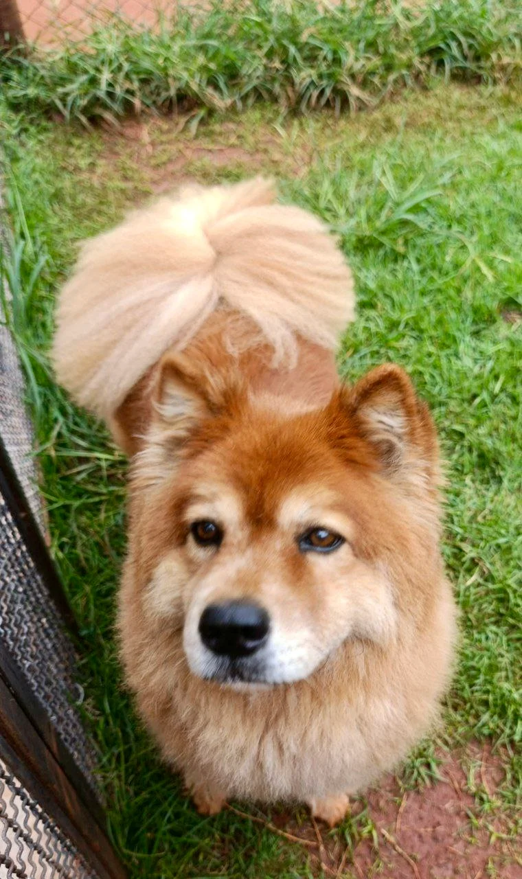 Foto do pet no Paraíso do Mascote