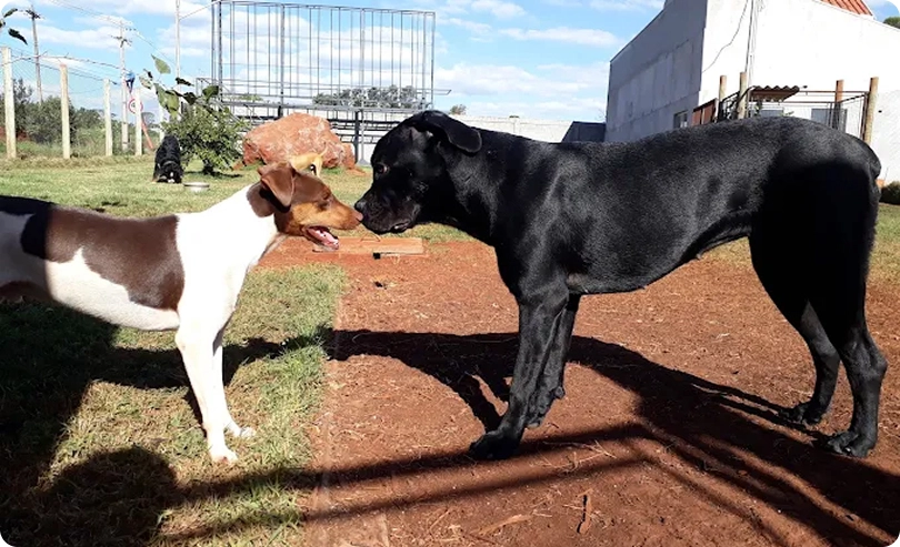 Cães se socializando em ambiente ao ar livre