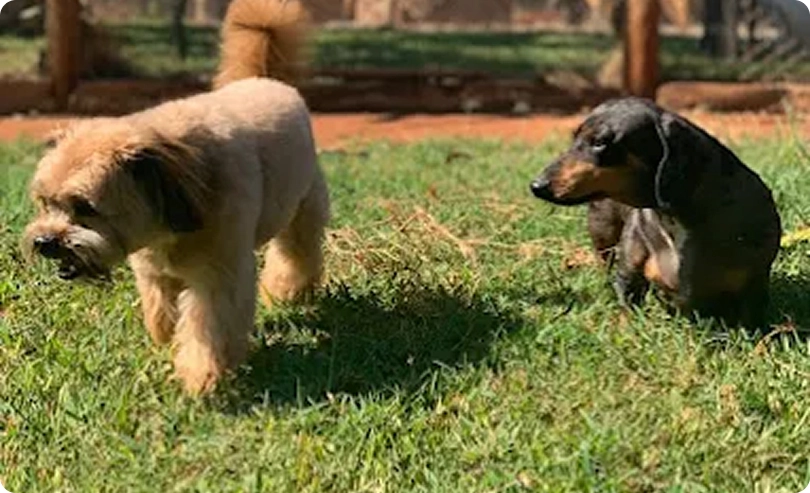 Cães divididos por perfil brincando no gramado
